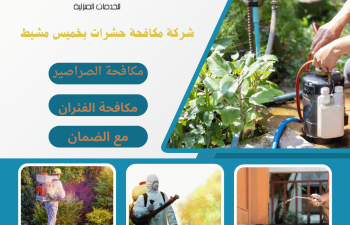 شركة مكافحة حشرات بخميس مشيط